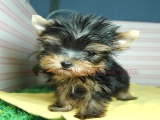 teacup yorkie